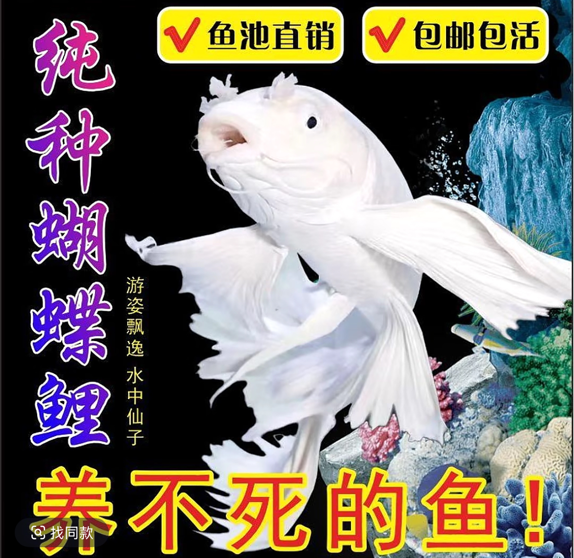 赛级纯种台湾蝴蝶鲤大鳍大尾白短球活体发货
