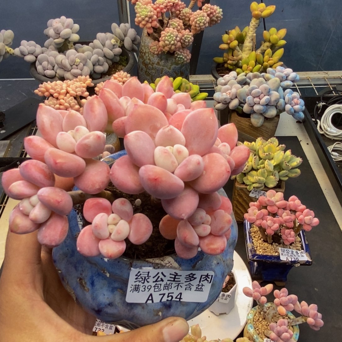 754樱花洛神多肉9c m