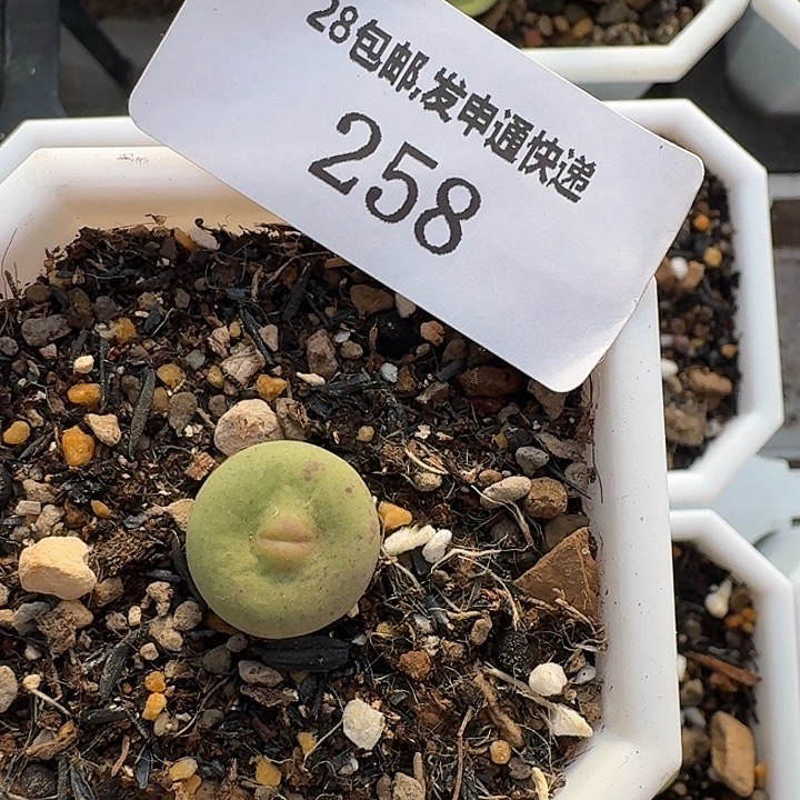 258 巨多简单的介绍