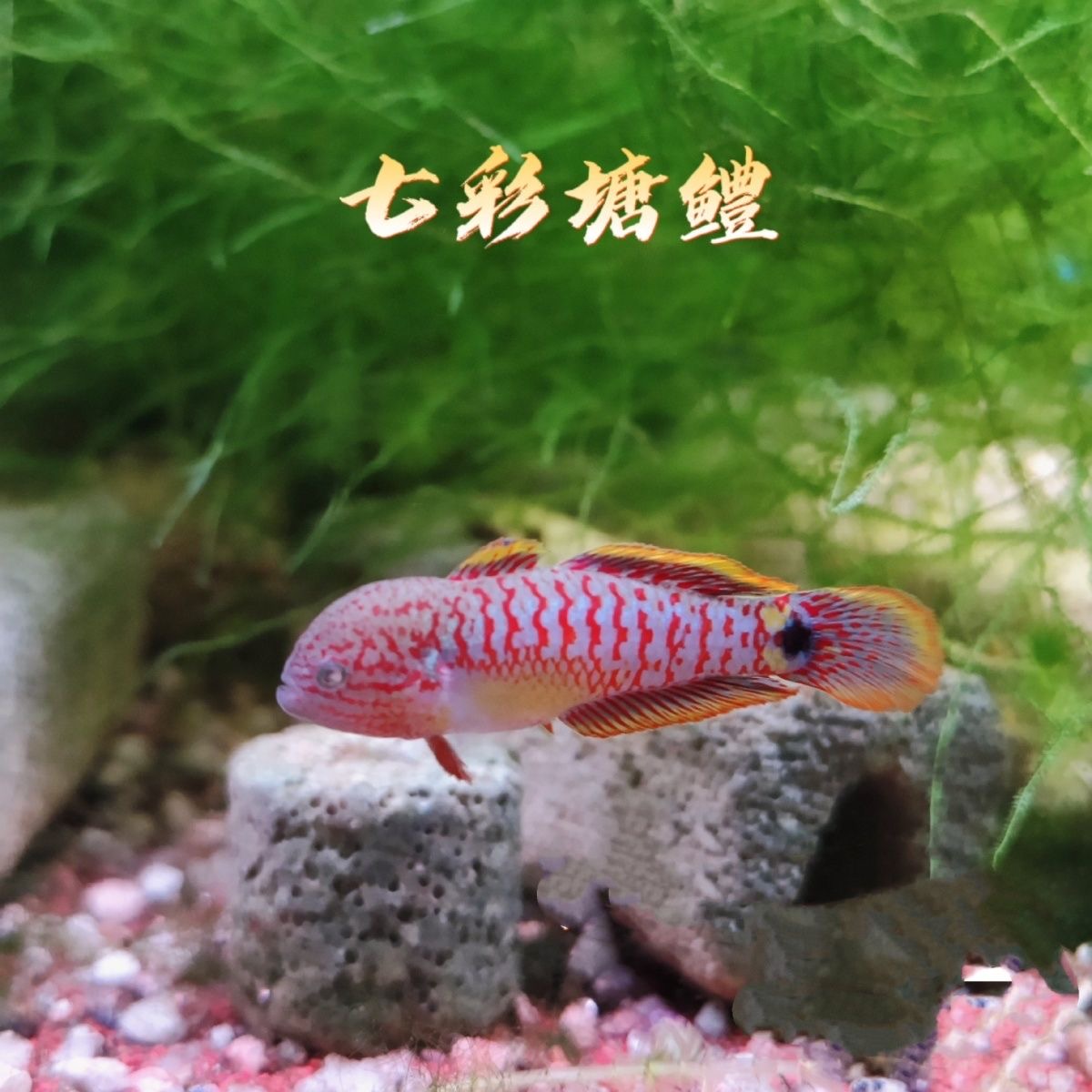 热带七彩塘鳢热带鱼淡水鱼原生好养冷水小型耐活观赏鱼彩虹群游鱼