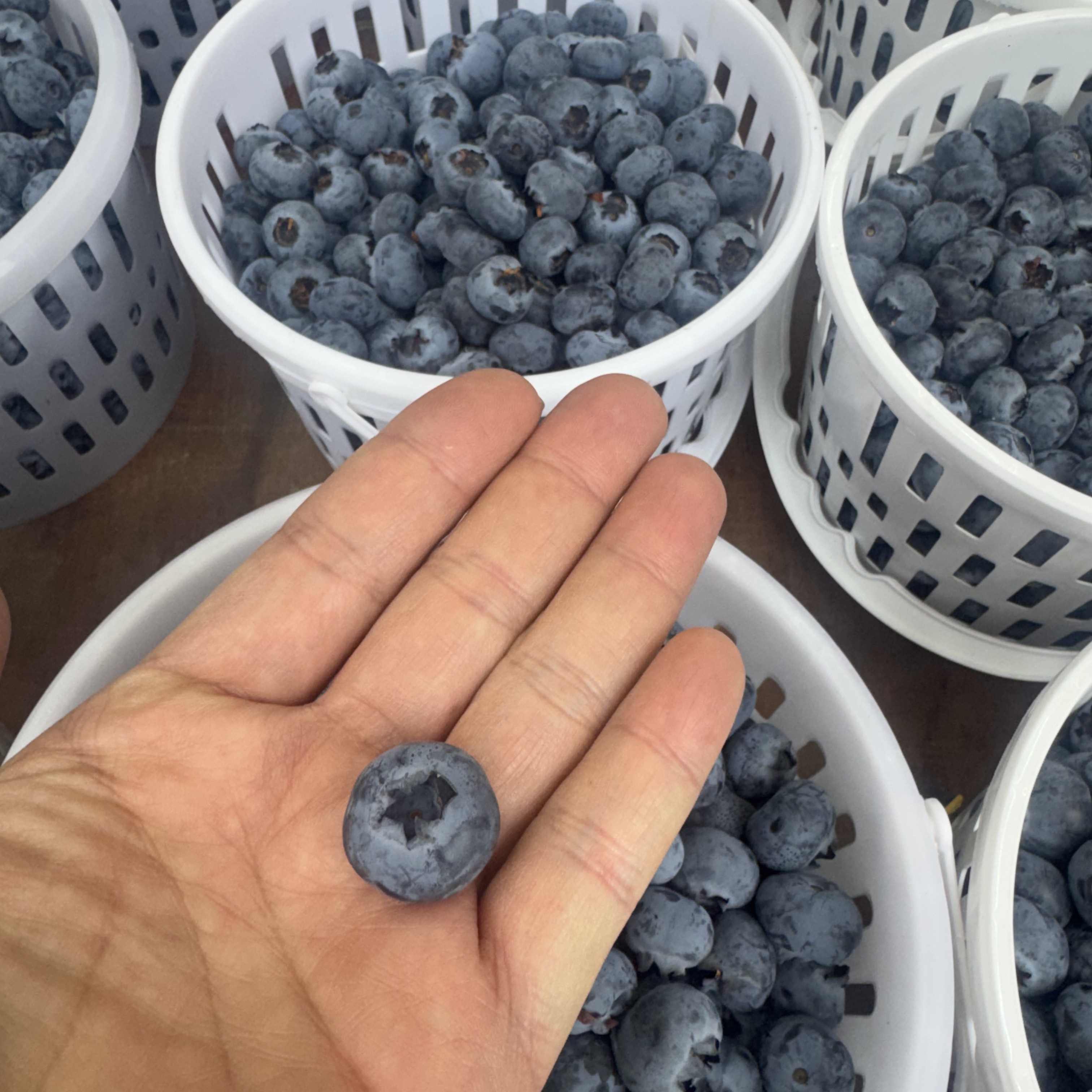 云南花香蓝莓抚仙湖新鲜现摘现发应季水果脆爽甘甜大果云南省