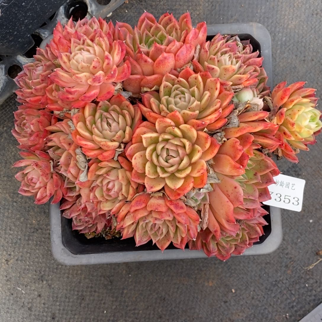 荷****7353杂交多肉老桩