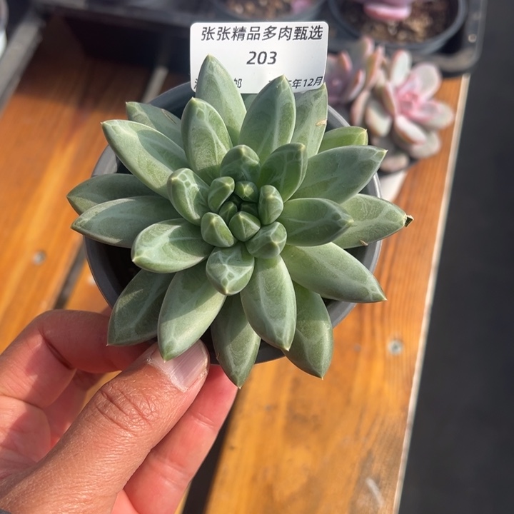 张张精品多肉甄选203