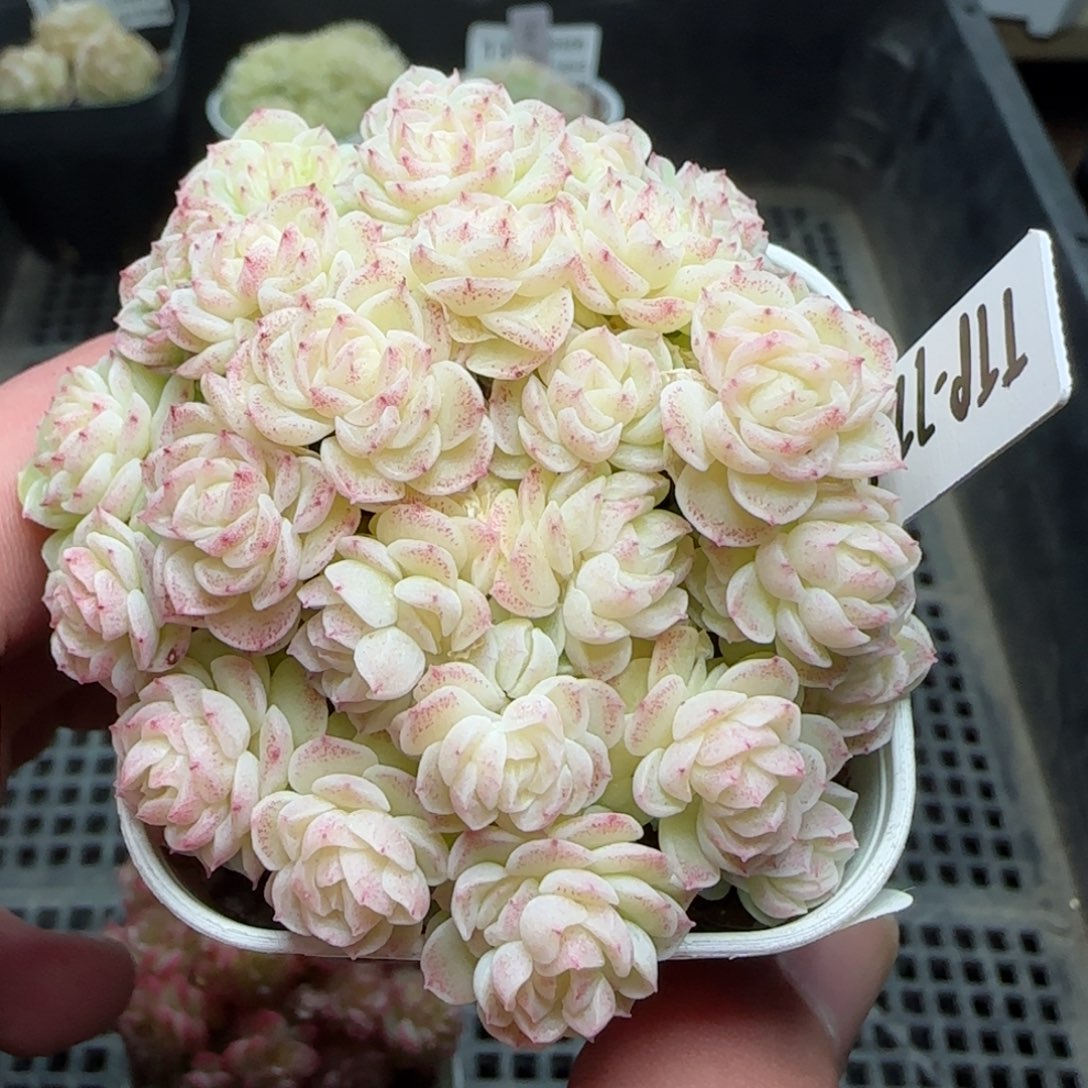 i**”0209-134（TTP-77-1）