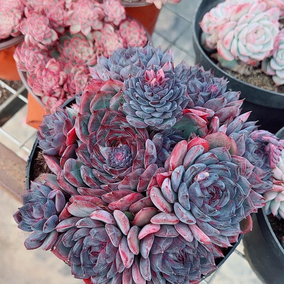 蓝色妖姬多头群生精品特价