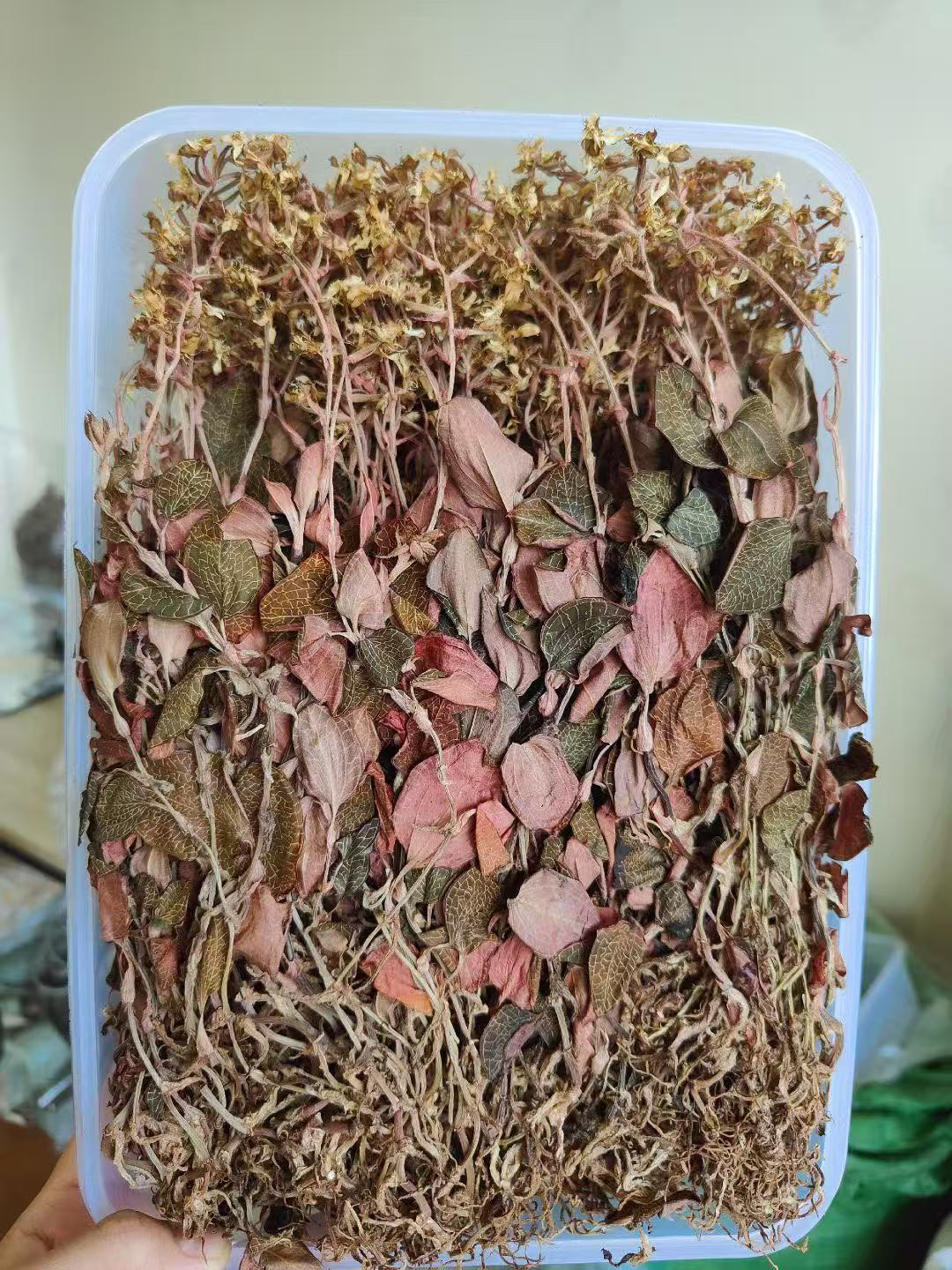 【千菡食府】2025年开花金线莲 整株 干品养生茶