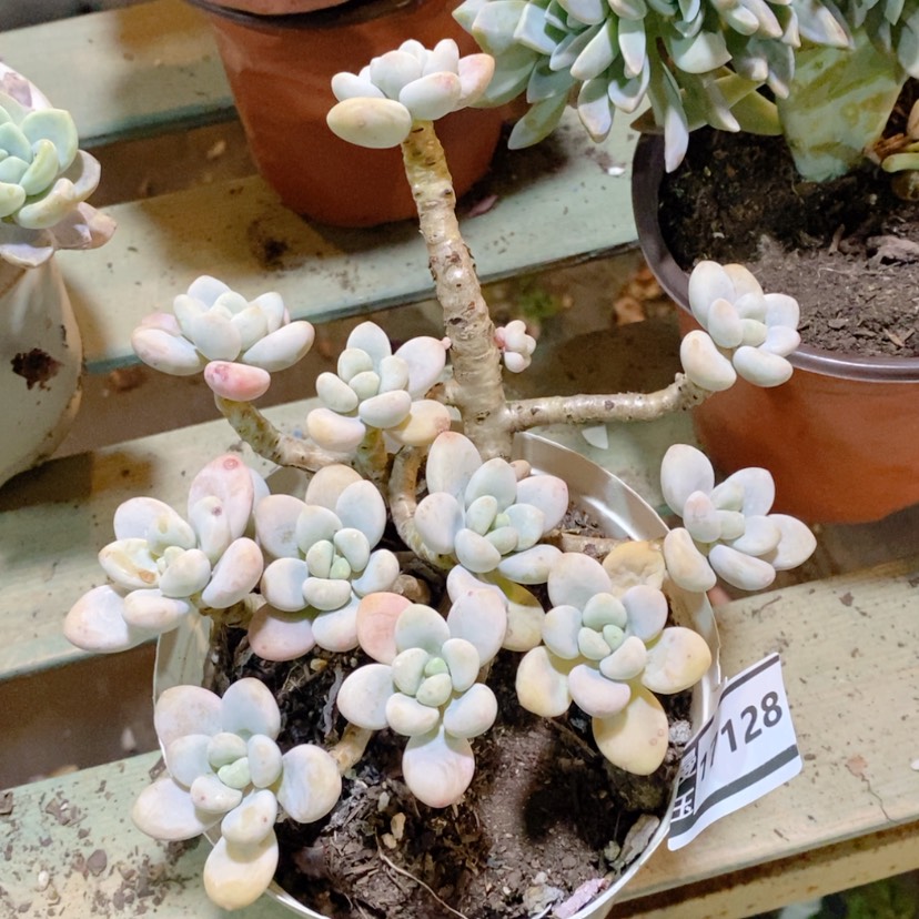 【闪购商品】洛神17128