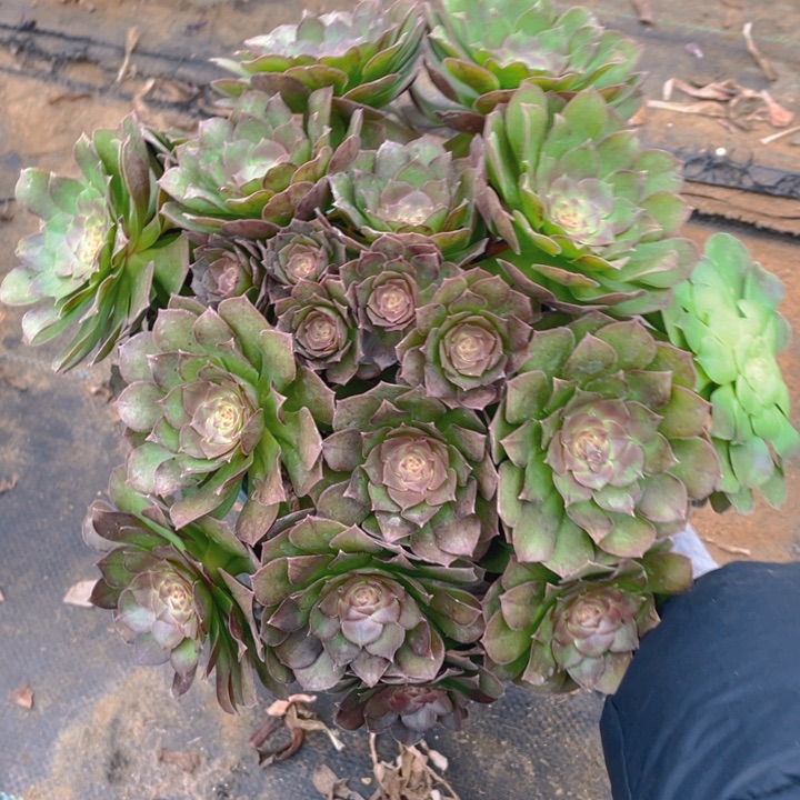 12万法师多肉断枝不售后