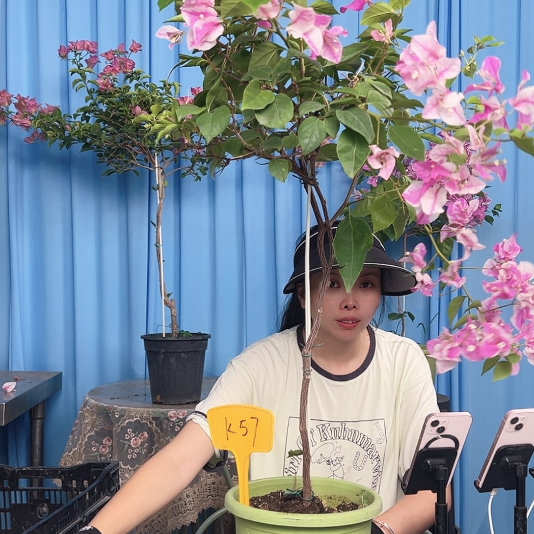 福***多大部分开放少量花苞K57章红英