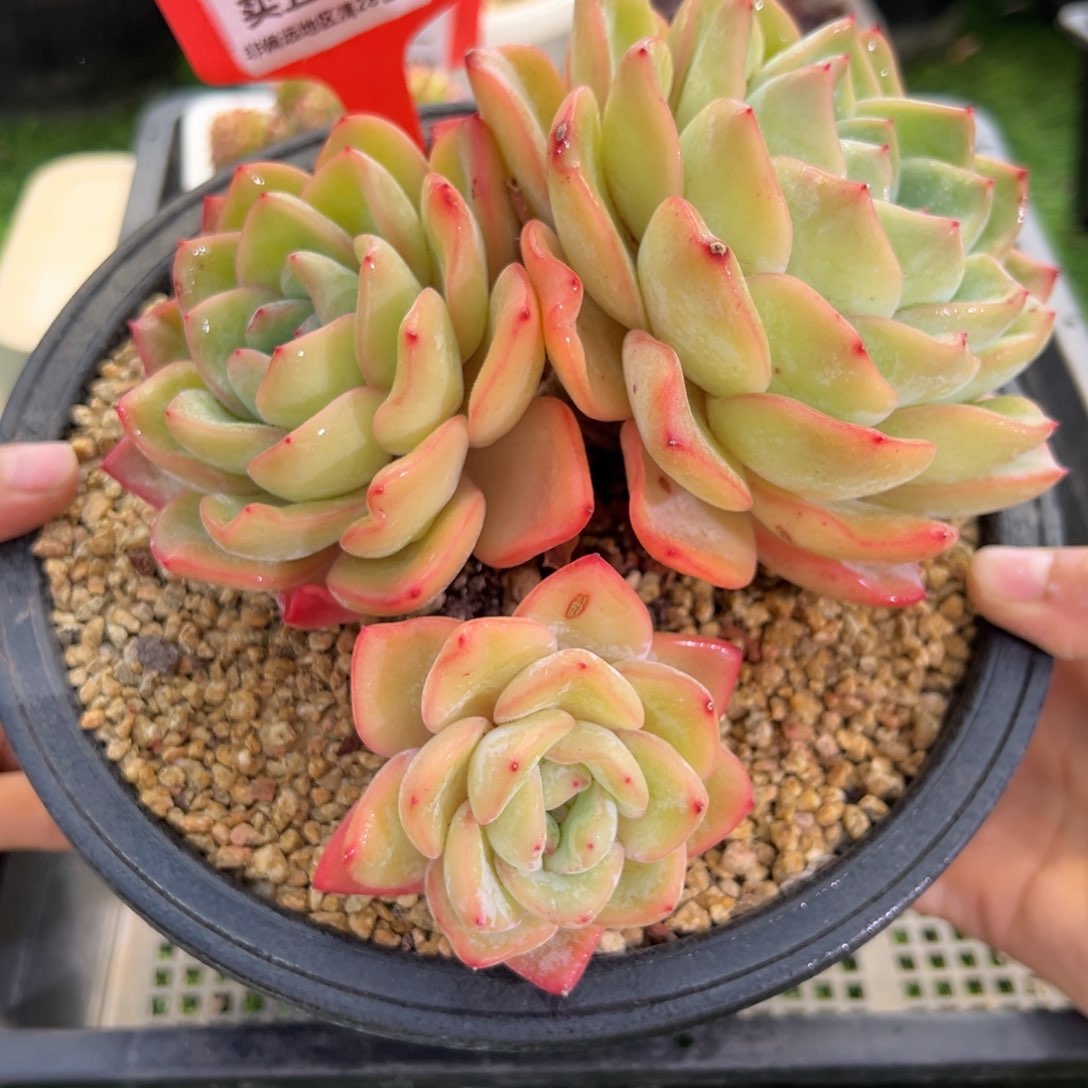 表妹精品多肉1498.