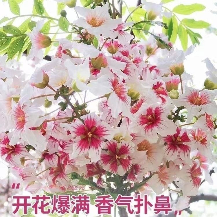 文冠花状元树庭院地栽盆栽耐寒耐热好养状元花绿植