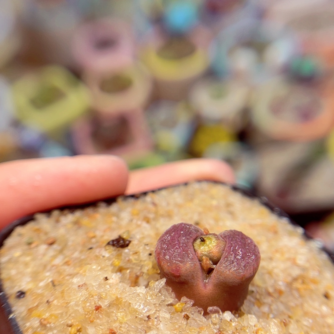 808. )789855678668888