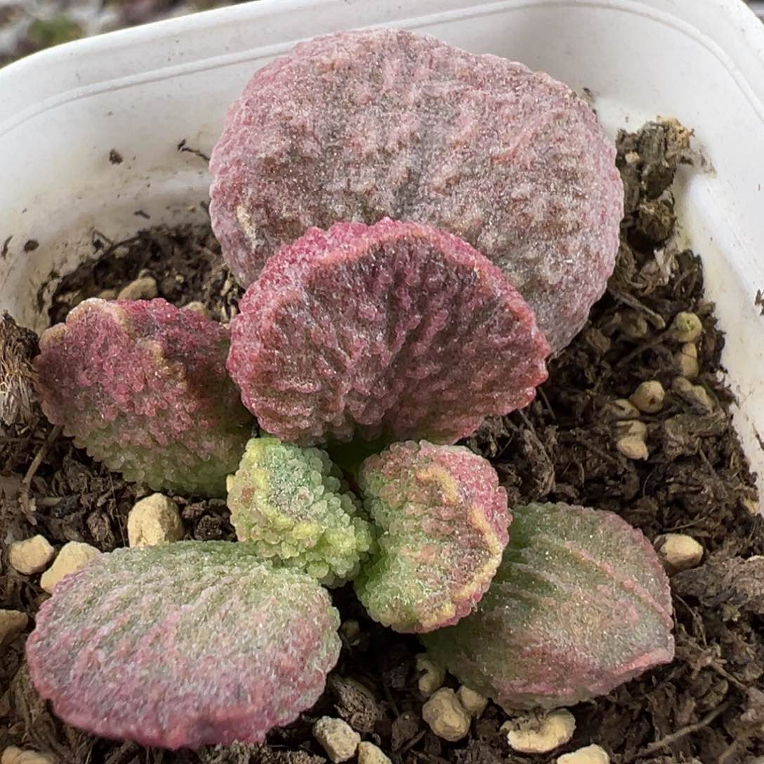 实生红色底叶苗纹路款多肉植物