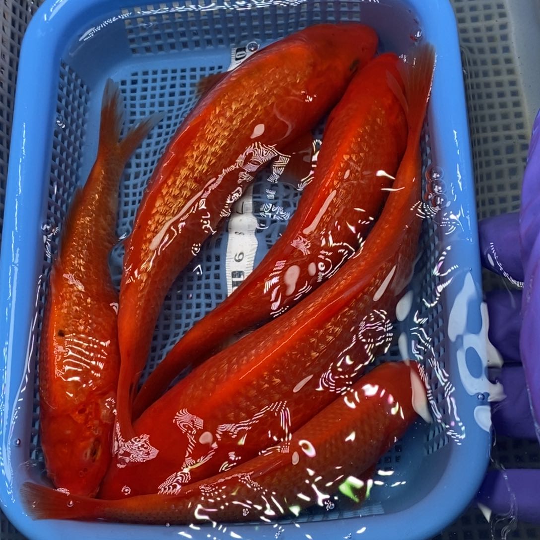 锦鲤冷水锦鲤包邮