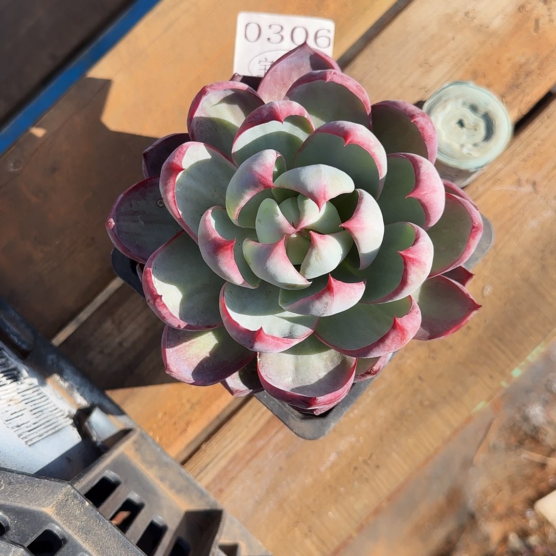 0306好办吗好了我就不说