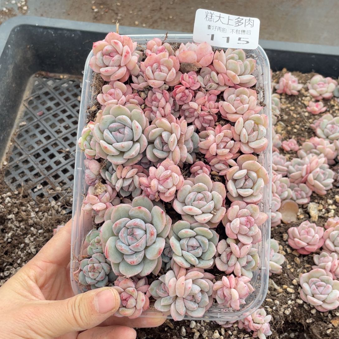 糕大上多肉植物115
