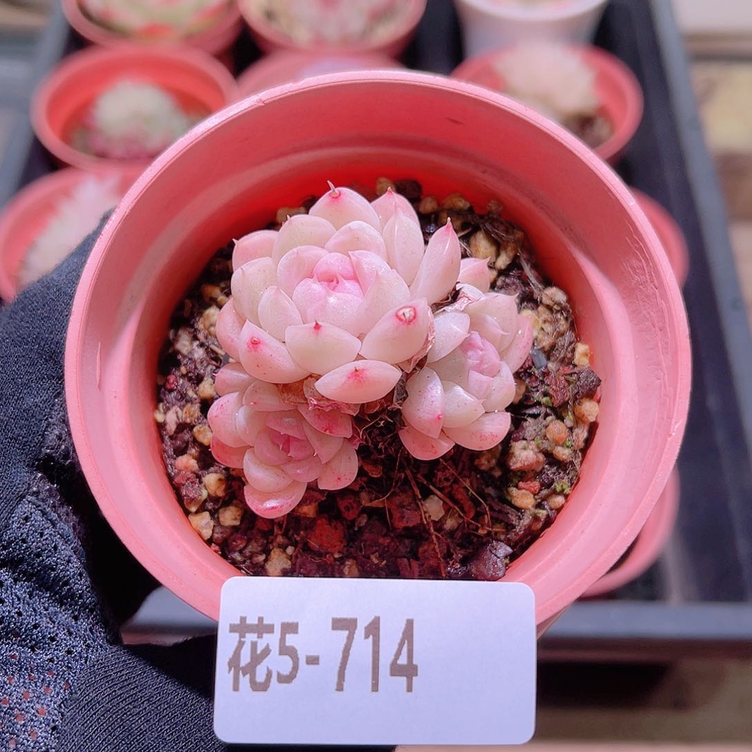 花利美5-714麦秆