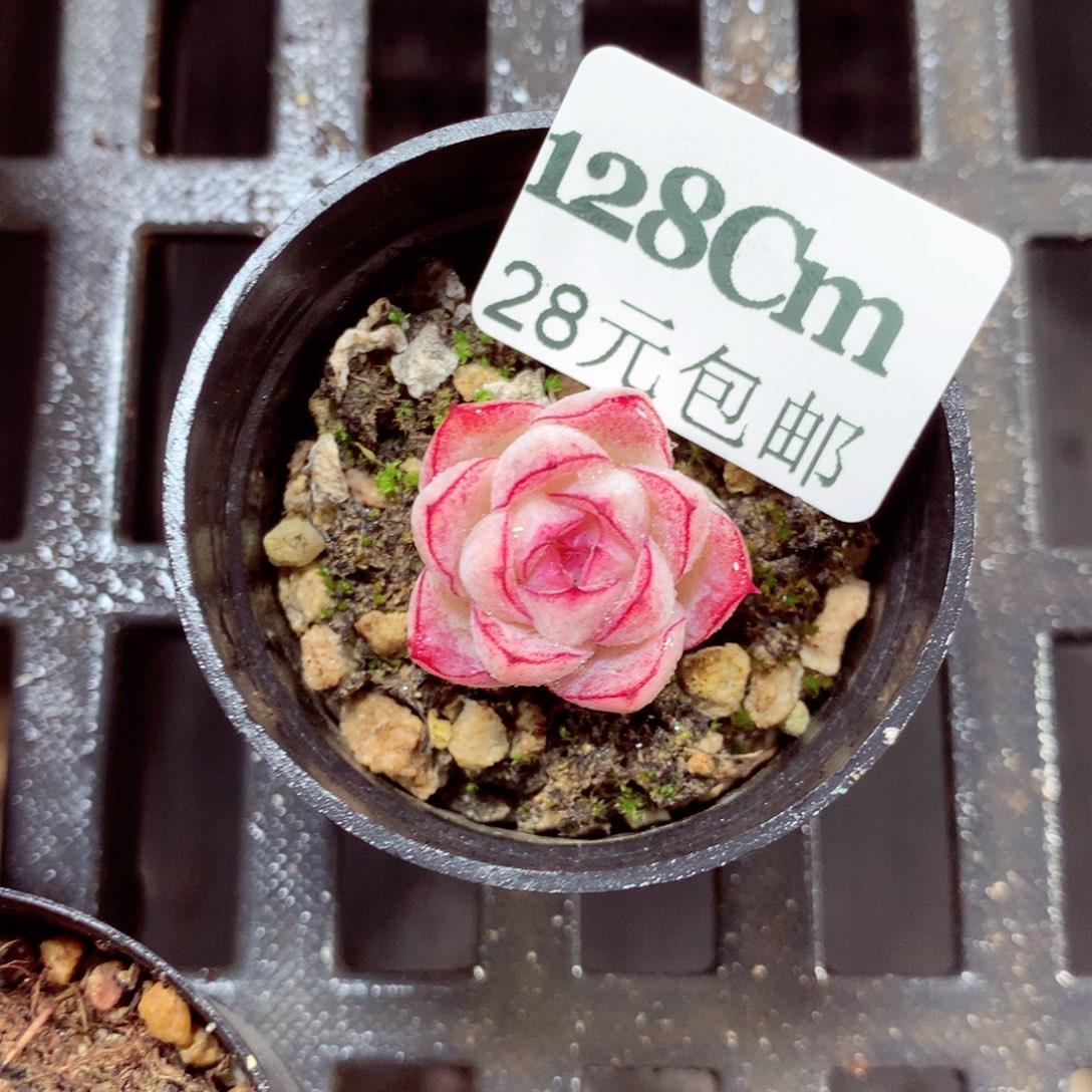 5厘米盆精控多肉128