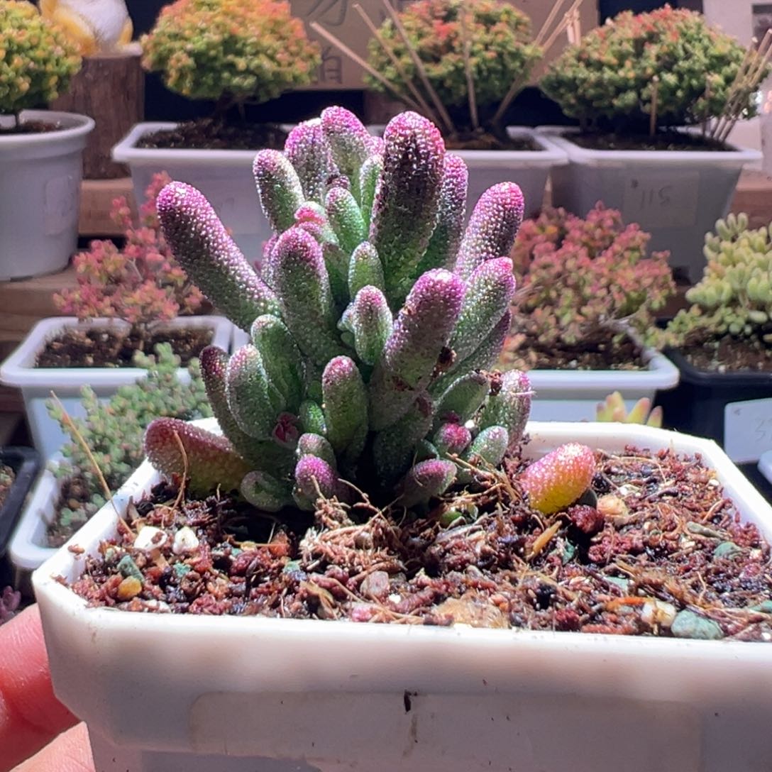 222紫闪光一物一拍包开箱