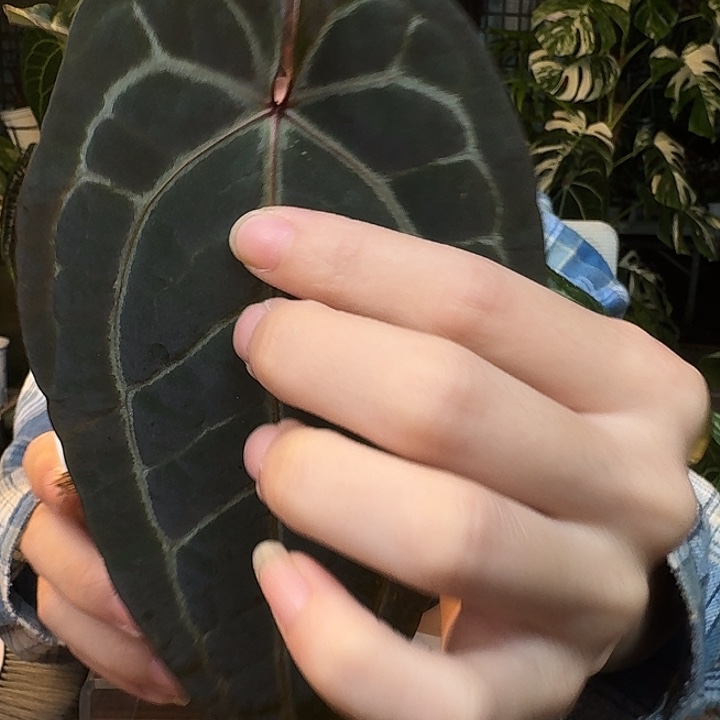 不开花植物I180黑曜石紫水晶杂小钻石