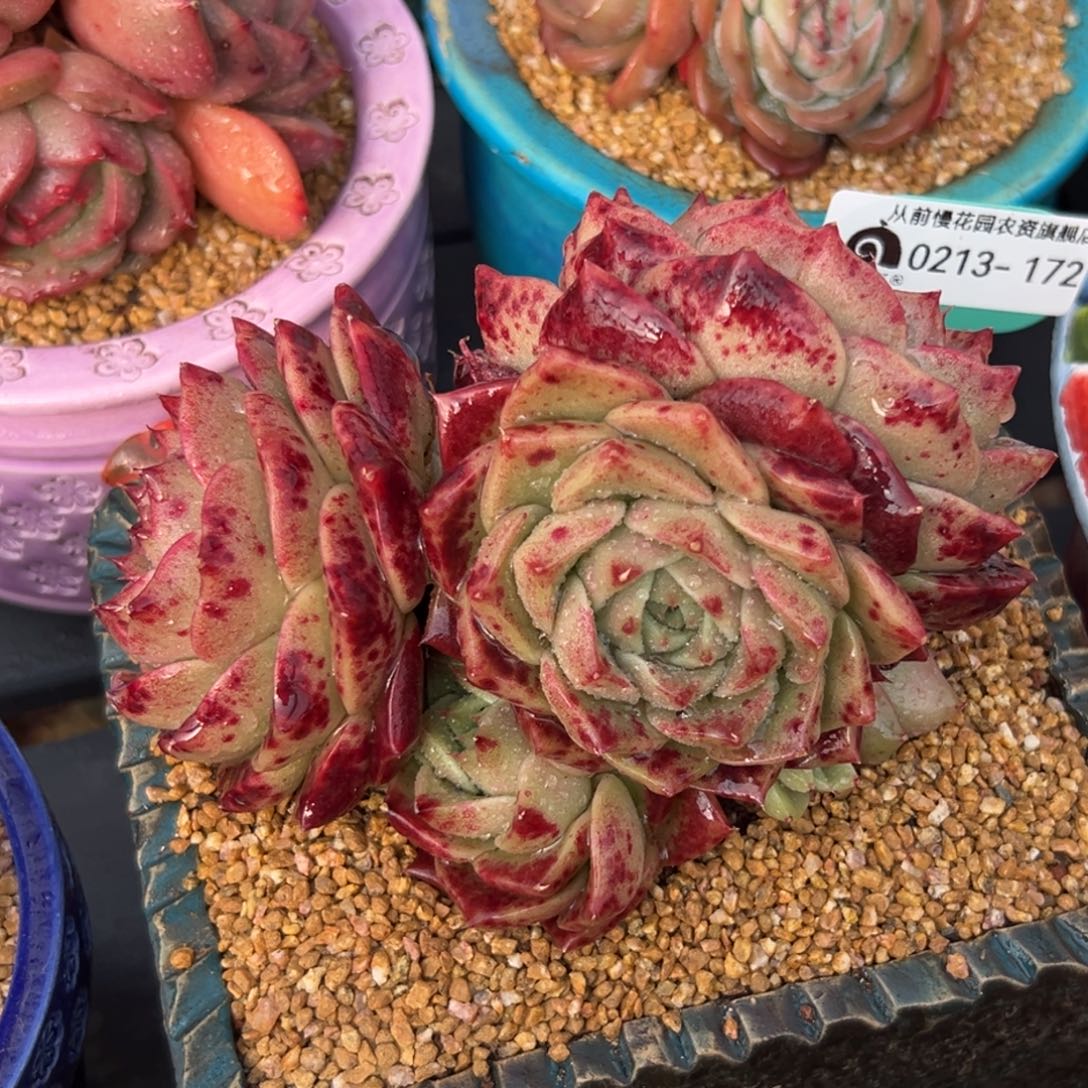 多肉一物一拍0213-172