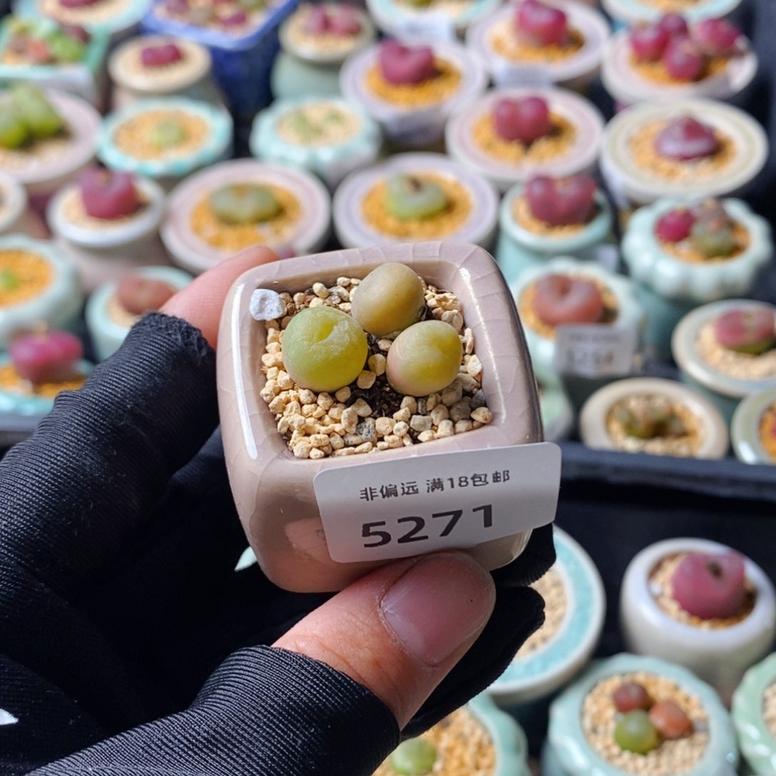 5271--一物一拍 带盆