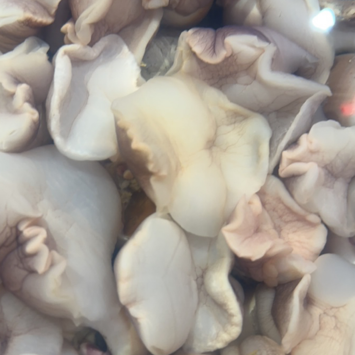 鲜活香螺大小随机500g