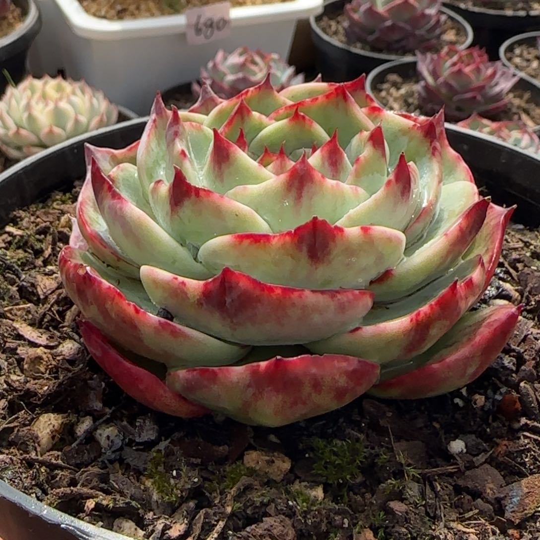 龍****我云南精品多肉1139