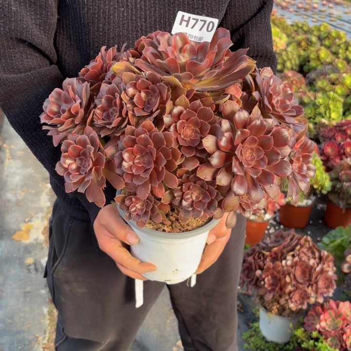 瑞妈，。。。。。770恶魔之吻