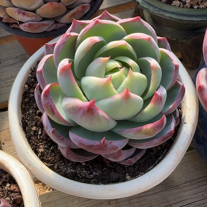 惊鸿仙子单头五十包邮