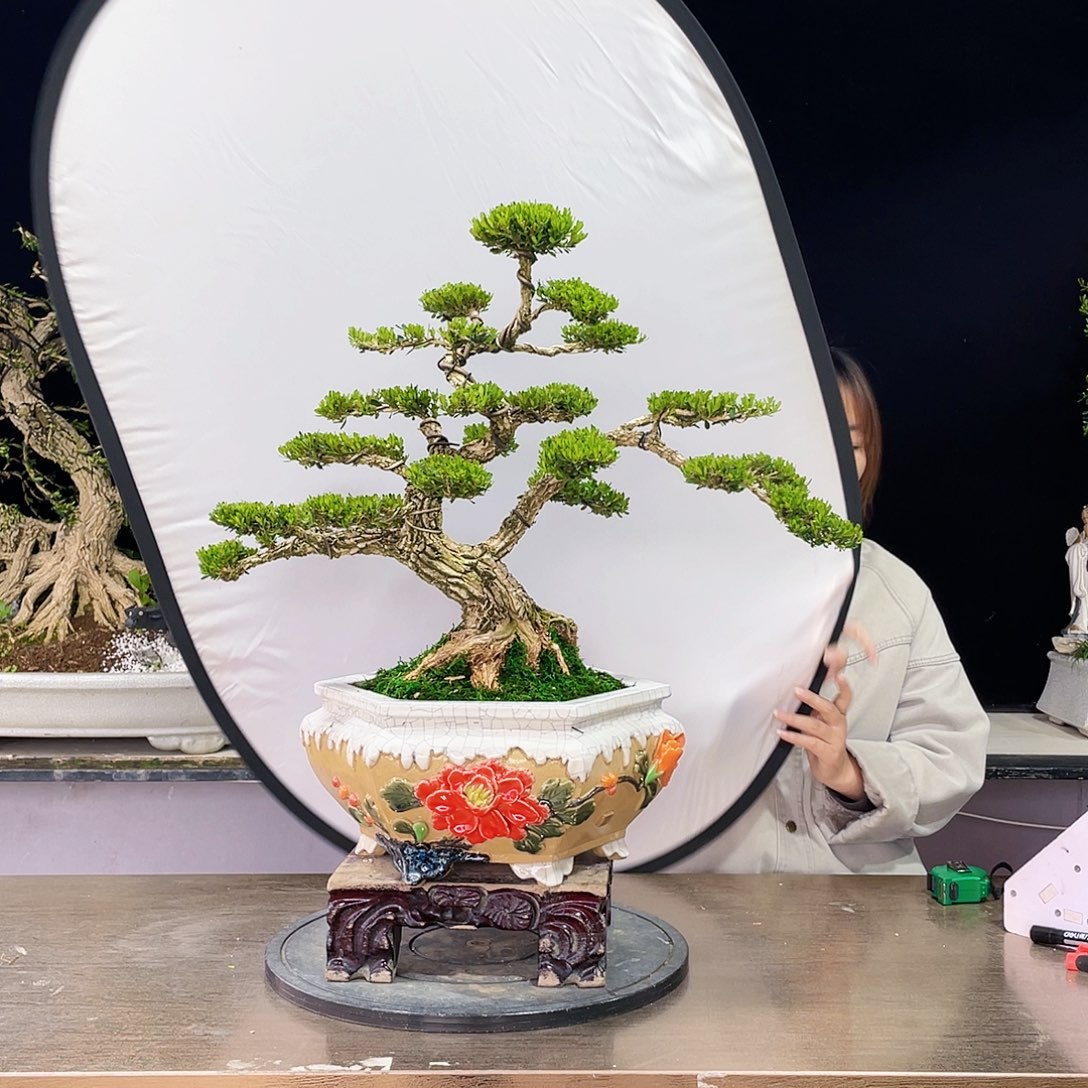 完全开放黄杨盆景四季常青