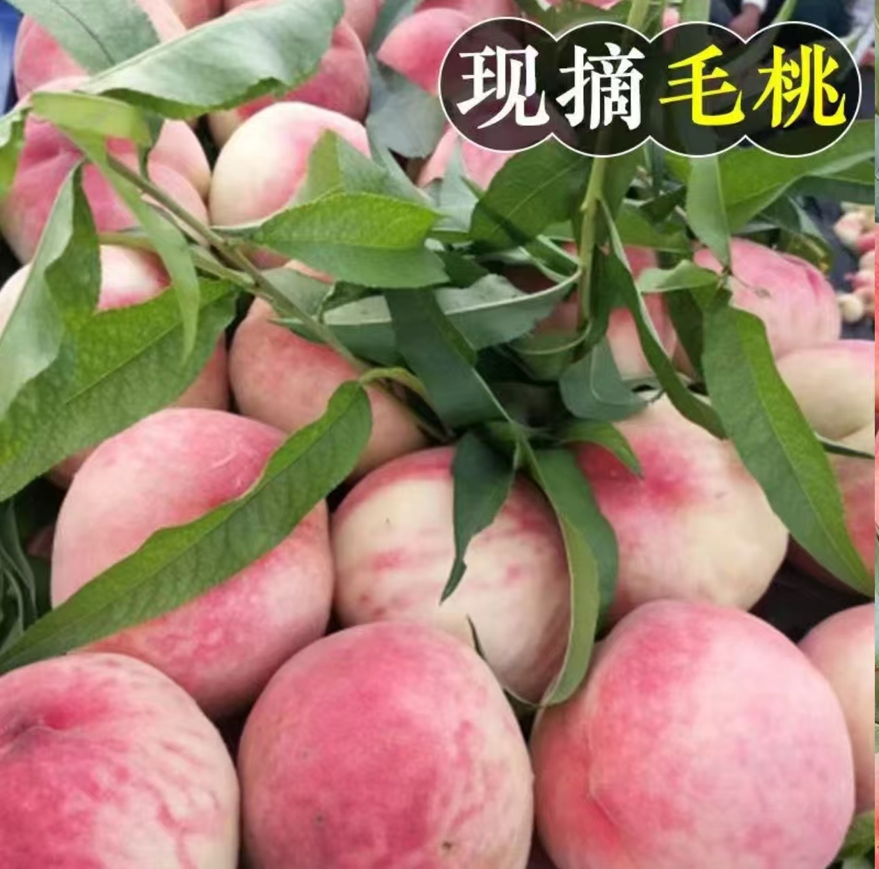 自家果园现摘自然成熟4.5斤