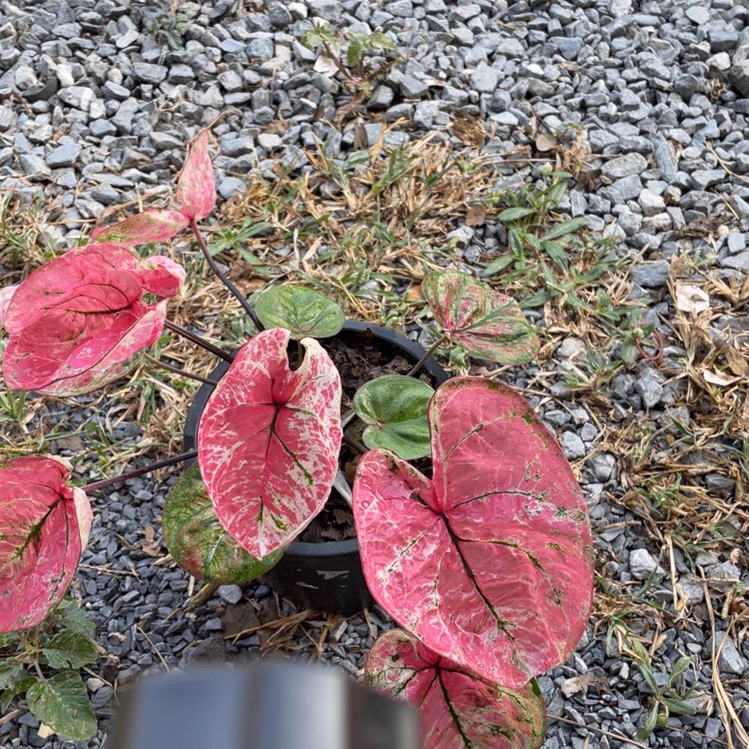 无花朵D250六月种子