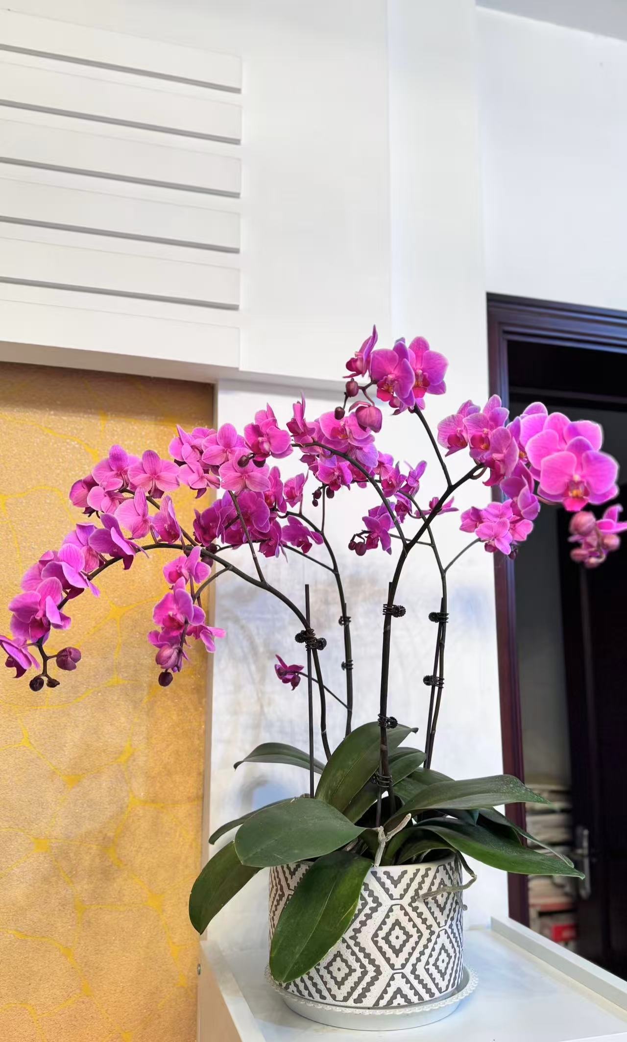 蝴蝶兰——婚宴(任意两颗包邮只拍一颗发苗)