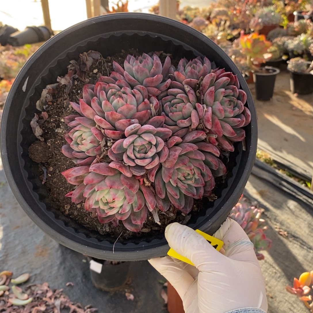 关***关551蓝龙多头一物一拍