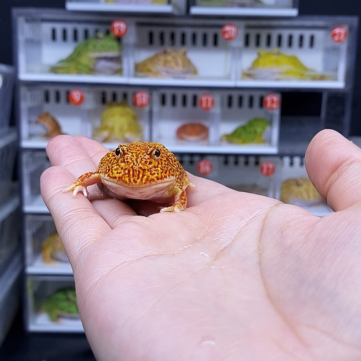特价秒杀一切顺利