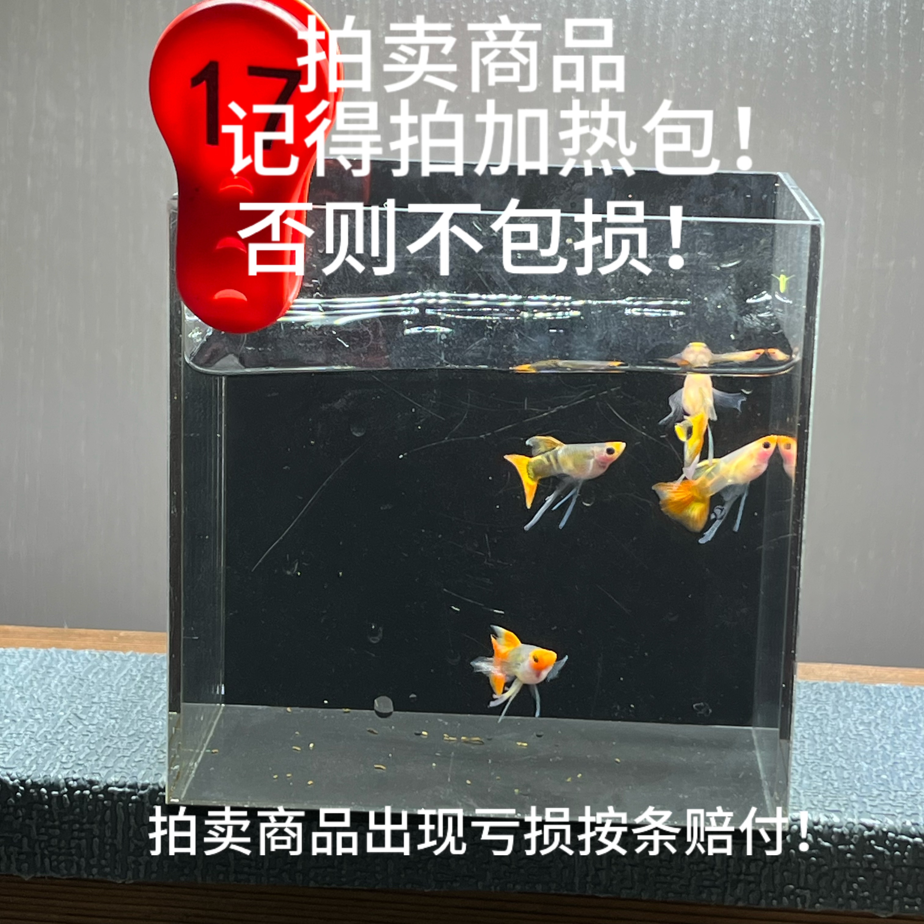 红头虎斑长公4条编号17