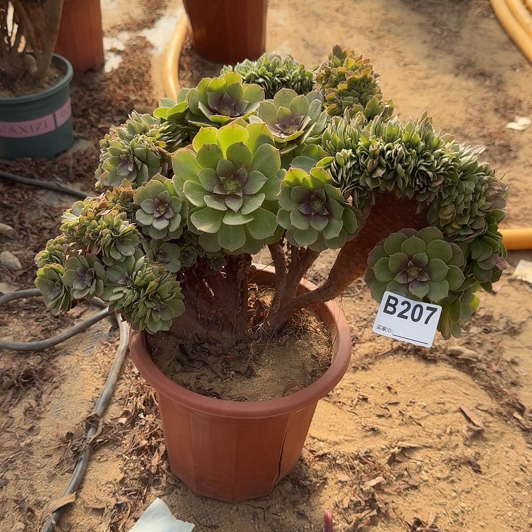 207万株缀有伤一颗呀呀