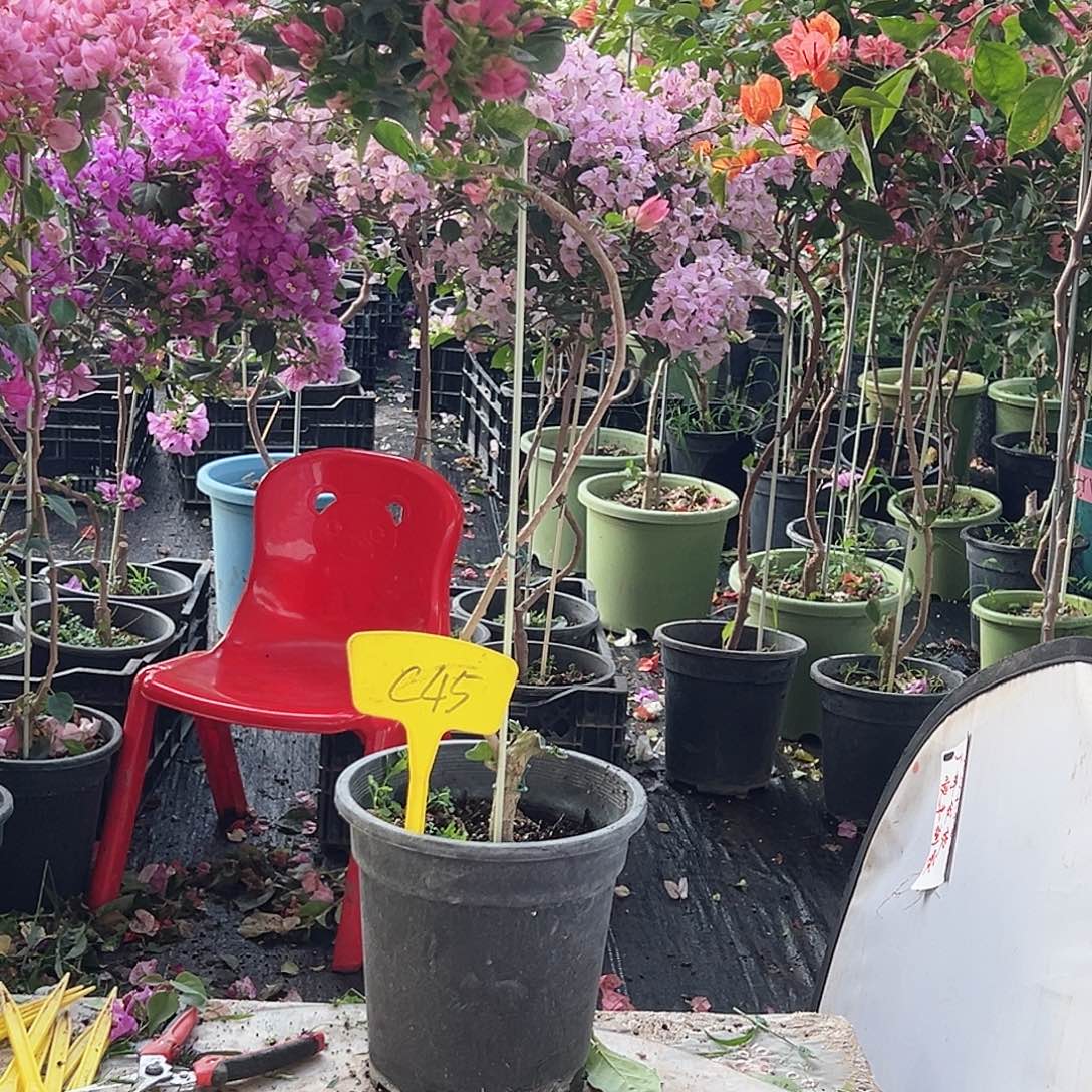 小***月大部分花苞少量开放C45斑叶米罗