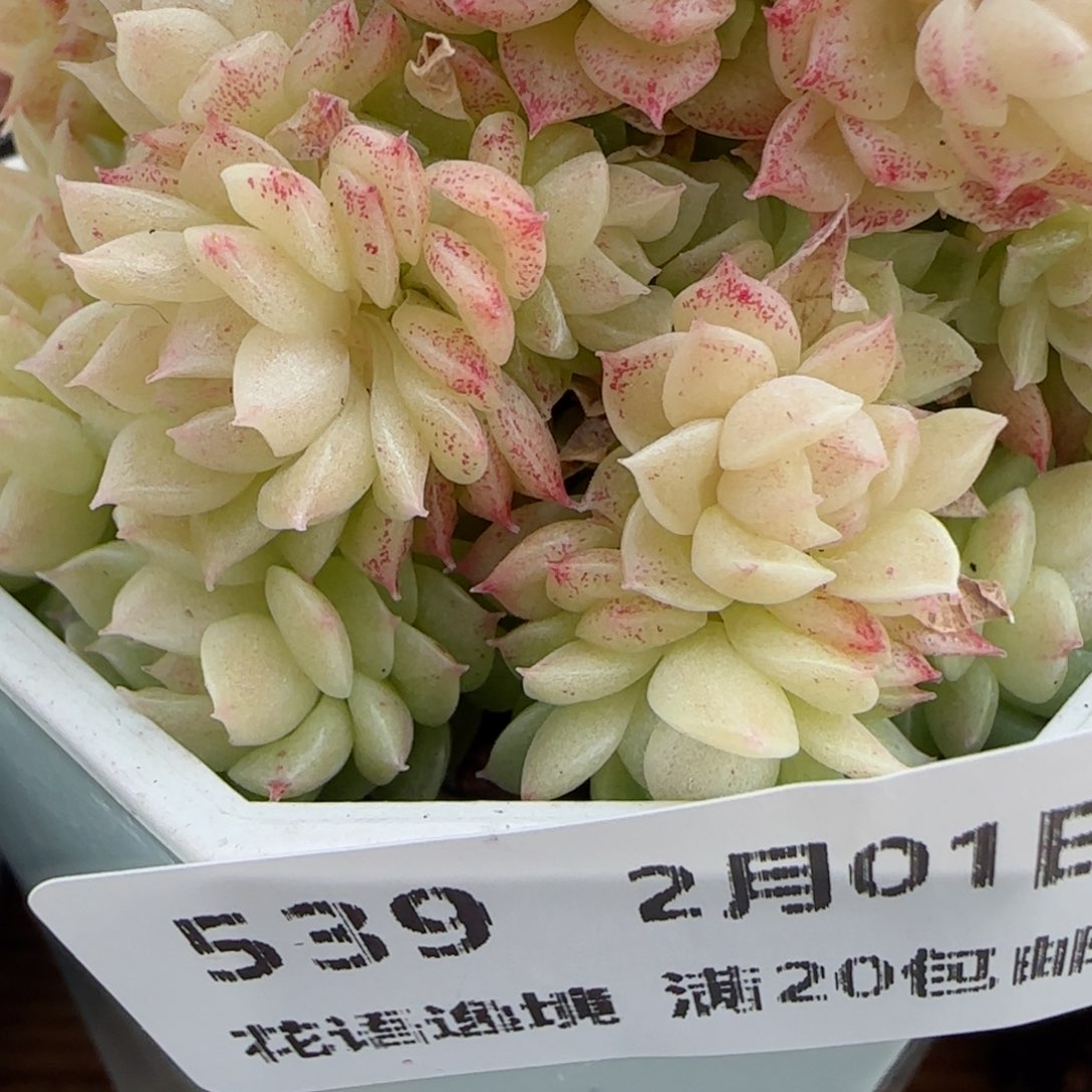 花语逸镜0201-539散