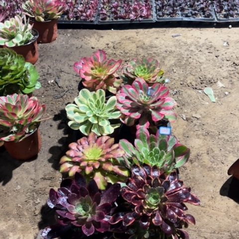 343.344多肉植物组合