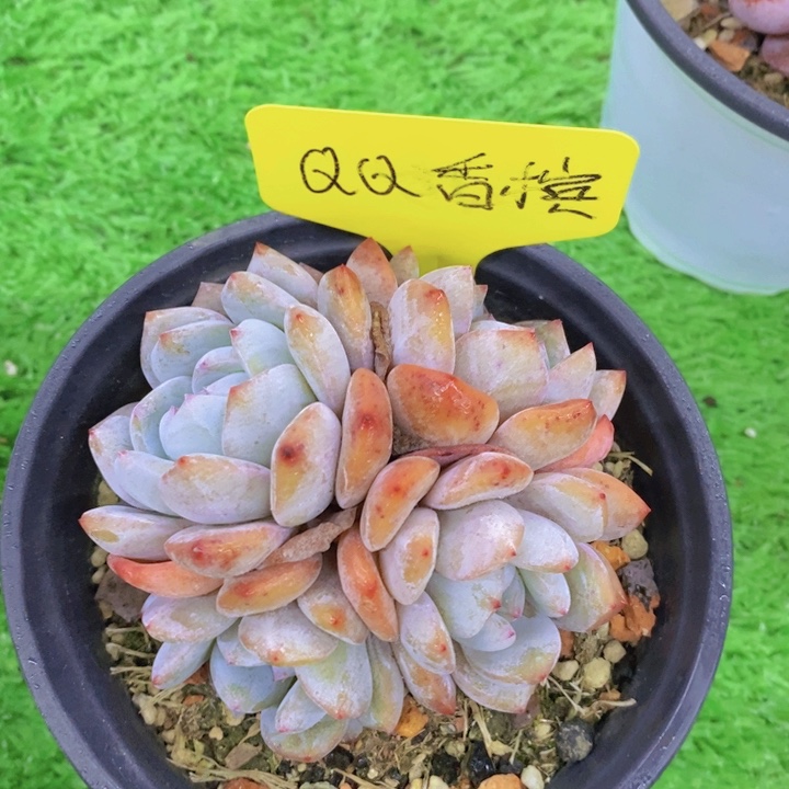 多肉植物，开心多肉