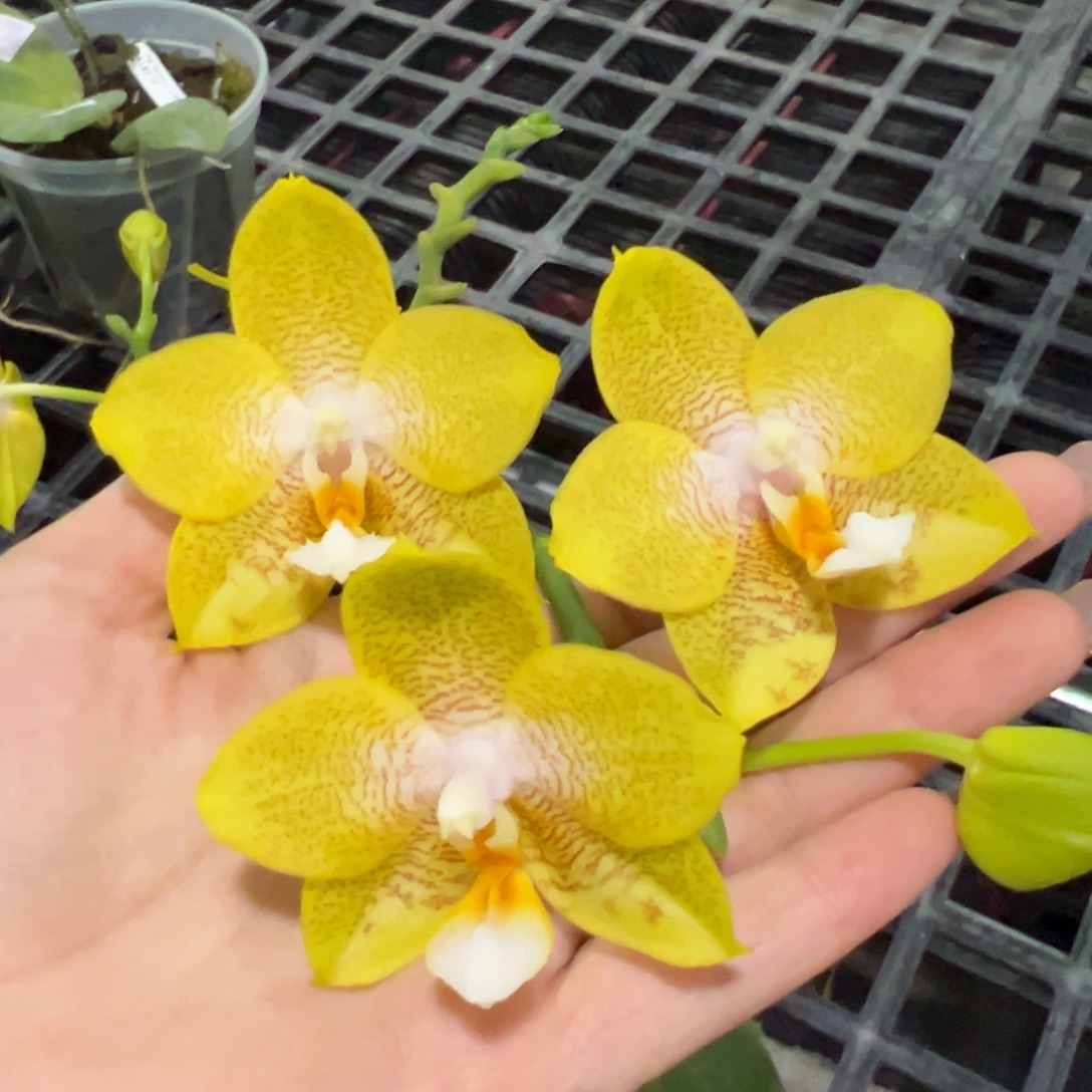 完全开放4.5寸杯B K H2116