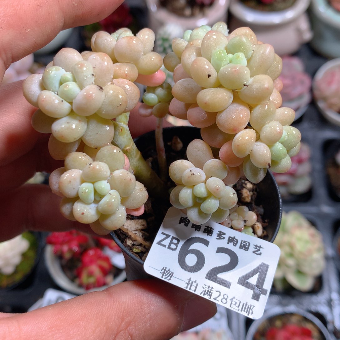 5CM拇指盆精控多肉ZB624