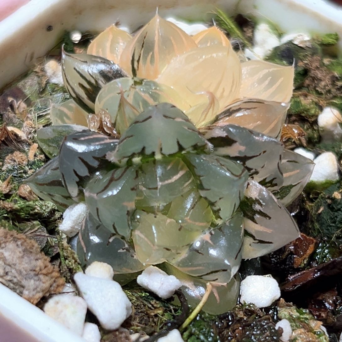 恭喜发财大吉大利103