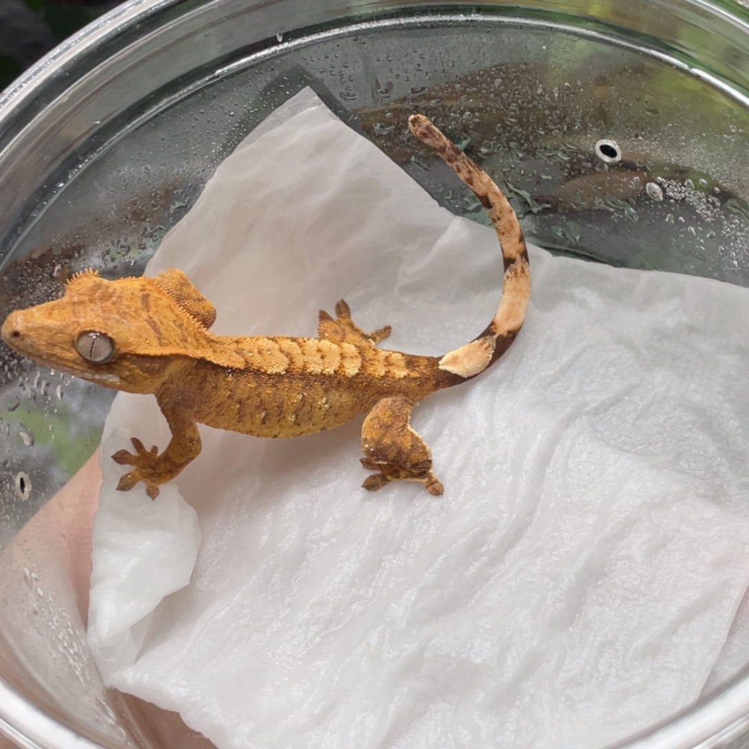 睫角守宫满纹苗子