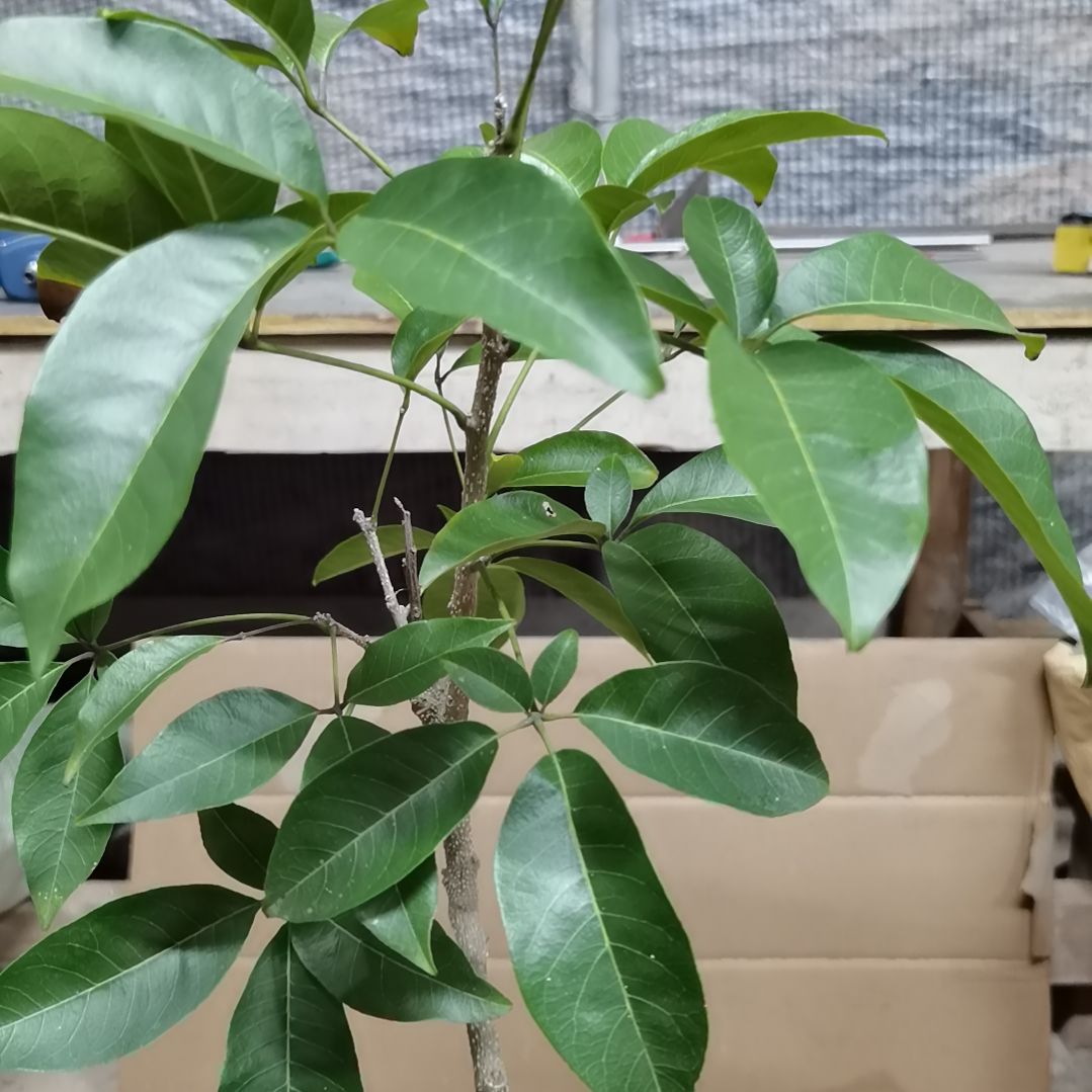 海****当前无花栽培后可以开花状元红