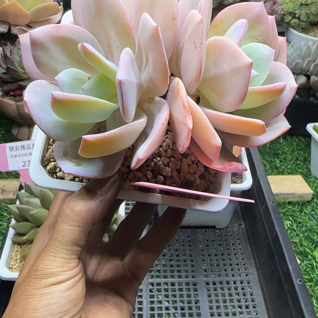 锦安精品多肉植物274