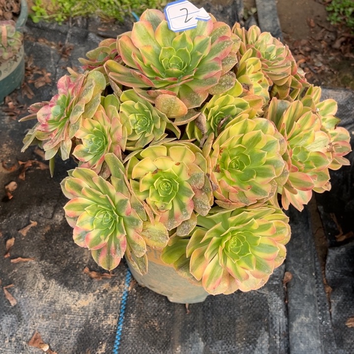 ℯ***宗2雨荷多肉植物法师