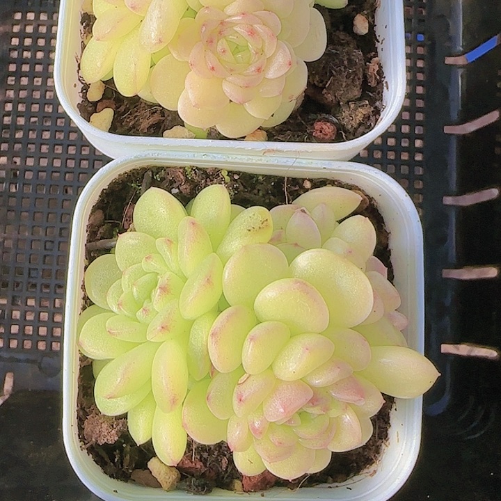 花时光精品多肉07